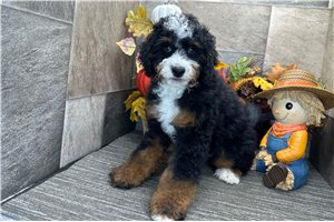 Carter - Bernedoodle for sale