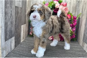 Dreamer - Bernedoodle for sale