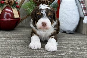 Leopold - Bernedoodle, Mini for sale