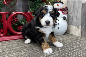 Heidi - puppy for sale