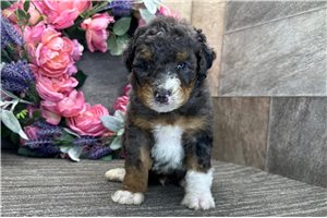 Declan - puppy for sale