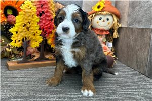 Darcy - Bernedoodle for sale