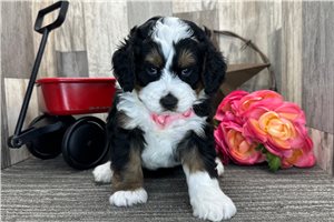 Idris - puppy for sale