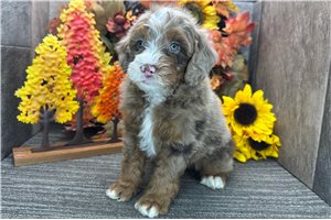 Davis - Bernedoodle for sale