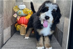 Bari - Bernedoodle for sale