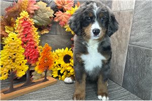 Delta - Bernedoodle for sale