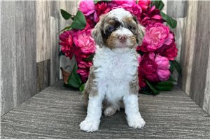 Denver - Bernedoodle for sale