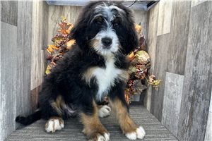 Delilah - Bernedoodle for sale