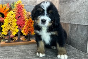 Delilah - Bernedoodle for sale