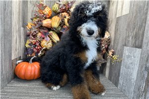 Carter - Bernedoodle for sale