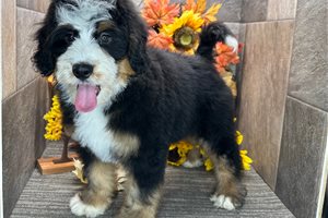 Bari - Bernedoodle for sale