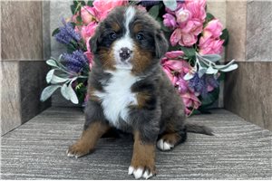 Delta - puppy for sale
