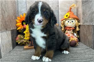 Damien - Bernedoodle for sale