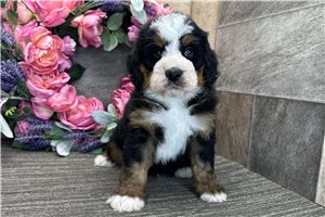Bari - Bernedoodle for sale