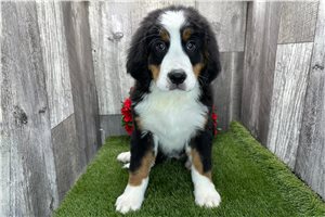 Aria - Bernese Mountain Dog for sale