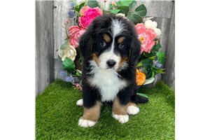 Silas - Bernese Mountain Dog for sale