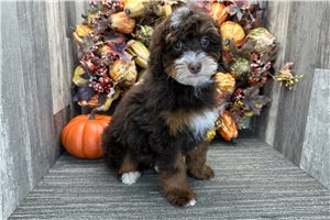 Darya - Mini Bernedoodle for sale