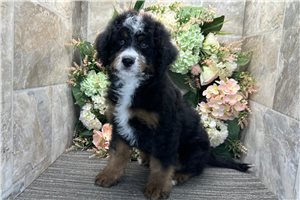 Stewie - Bernedoodle, Mini for sale