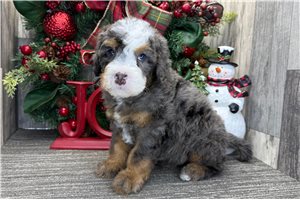 Garfield - puppy for sale