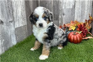 Willow - Bernedoodle, Mini for sale