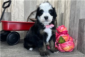 Stanley - puppy for sale