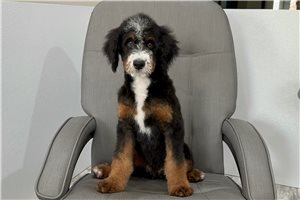 Stewie - Bernedoodle, Mini for sale