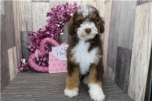 Horatio - Bernedoodle, Mini for sale