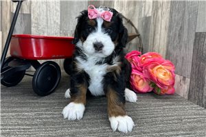 Iris - puppy for sale