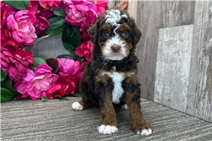 Penny - puppy for sale