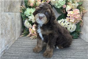 Rhett - puppy for sale