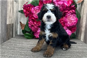 Patty - puppy for sale