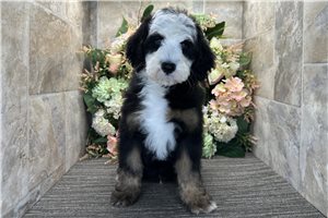 Stanley - Bernedoodle, Mini for sale