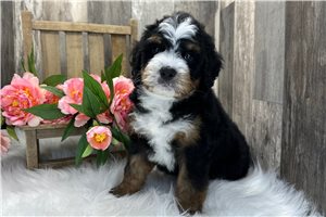 Brent - Bernedoodle, Mini for sale