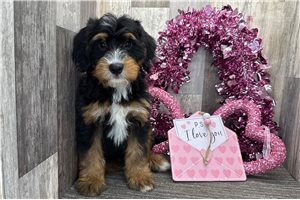 Ollie - Bernedoodle, Mini for sale