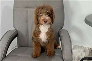 Rudolph - puppy for sale