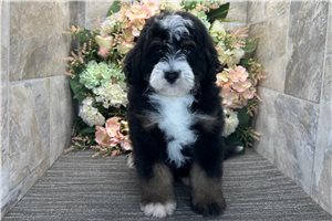 Sean - Bernedoodle, Mini for sale