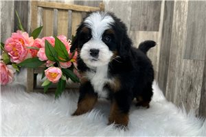 Apollo - Bernedoodle, Mini for sale
