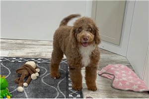 Rudolph - Bernedoodle, Mini for sale
