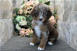 Lucy - Bernedoodle, Mini for sale