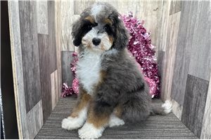 Isaiah - Bernedoodle, Mini for sale