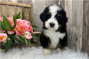 Aiden - Bernedoodle, Mini for sale