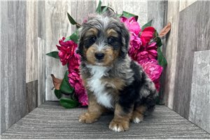 Baxter - Mini Bernedoodle for sale