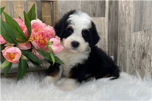Astrid - Bernedoodle, Mini for sale