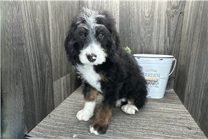 Blair - puppy for sale