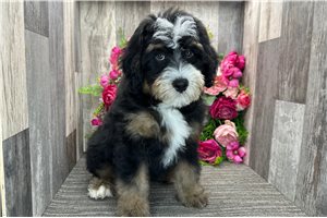 Sooner - puppy for sale