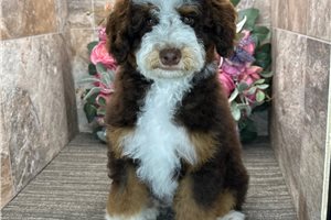 Percy - Bernedoodle, Mini for sale