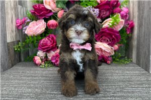 Rhett - Bernedoodle, Mini for sale
