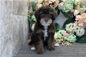 Rosalyn - puppy for sale