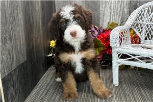 Brooke - puppy for sale