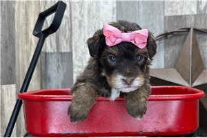 Rosalyn - puppy for sale